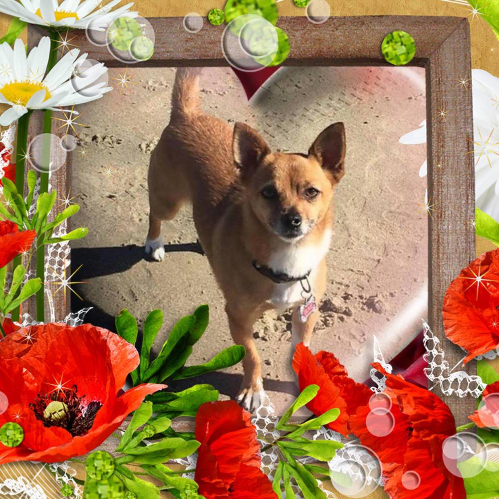 Meet your Posher, Dee